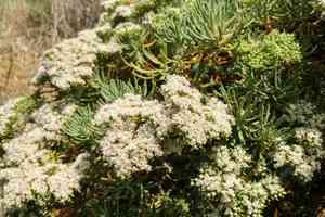 Santa cruz island buckwheat(Eriogonum arborescens)