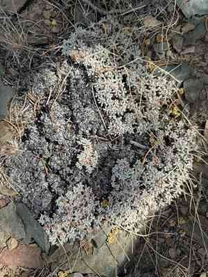 Matted buckwheat(Eriogonum caespitosum)