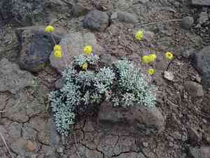 Matted buckwheat(Eriogonum caespitosum)