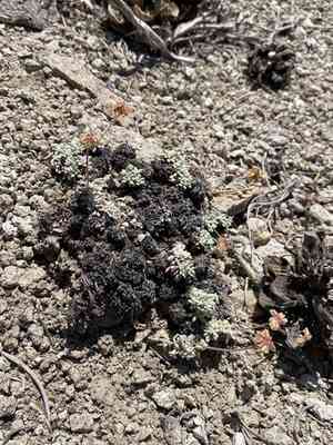 Matted buckwheat(Eriogonum caespitosum)