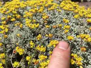 Matted buckwheat(Eriogonum caespitosum)
