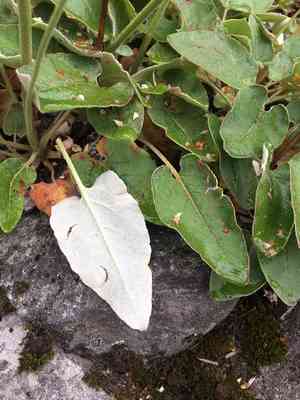 Arrowleaf buckwheat(Eriogonum compositum)