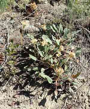 Arrowleaf buckwheat(Eriogonum compositum)