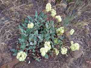 Arrowleaf buckwheat(Eriogonum compositum)