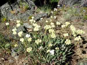 Arrowleaf buckwheat(Eriogonum compositum)