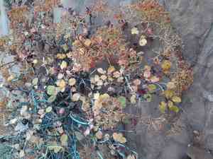 Crispleaf buckwheat(Eriogonum corymbosum)