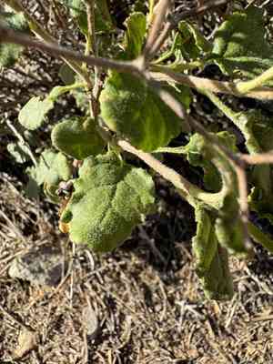 Crispleaf buckwheat(Eriogonum corymbosum)