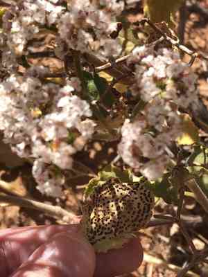 Crispleaf buckwheat(Eriogonum corymbosum)