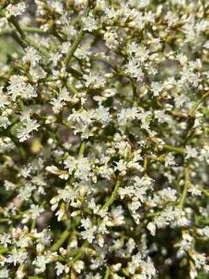 Crispleaf buckwheat(Eriogonum corymbosum)