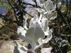 Conejo buckwheat(Eriogonum crocatum)