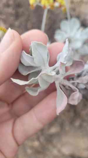 Conejo buckwheat(Eriogonum crocatum)