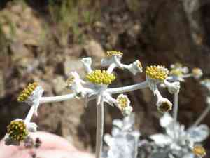 Conejo buckwheat(Eriogonum crocatum)