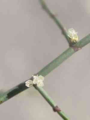 Skeleton weed(Eriogonum deflexum)
