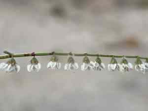 Skeleton weed(Eriogonum deflexum)