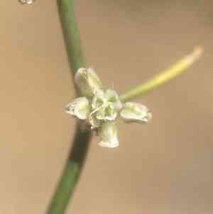 Skeleton weed(Eriogonum deflexum)