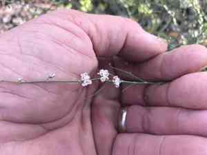 Skeleton weed(Eriogonum deflexum)