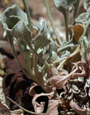 Churchill narrows buckwheat(Eriogonum diatomaceum)