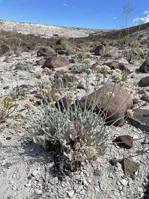 Churchill narrows buckwheat(Eriogonum diatomaceum)