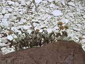 Churchill narrows buckwheat(Eriogonum diatomaceum)