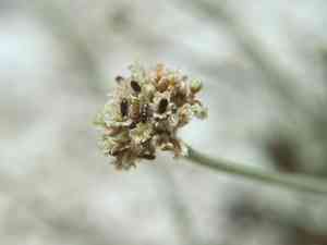 Churchill narrows buckwheat(Eriogonum diatomaceum)