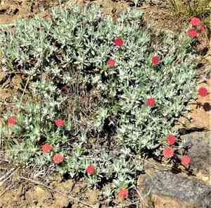 Douglas' buckwheat(Eriogonum douglasii)