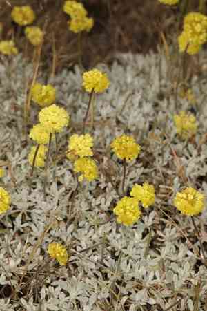 Douglas' buckwheat(Eriogonum douglasii)