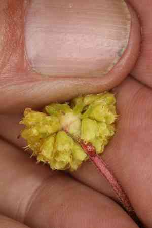 Douglas' buckwheat(Eriogonum douglasii)