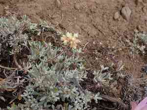 Douglas' buckwheat(Eriogonum douglasii)