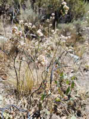 Tall woolly buckwheat(Eriogonum elatum)