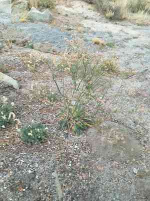 Tall woolly buckwheat(Eriogonum elatum)