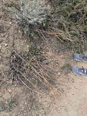 Tall woolly buckwheat(Eriogonum elatum)