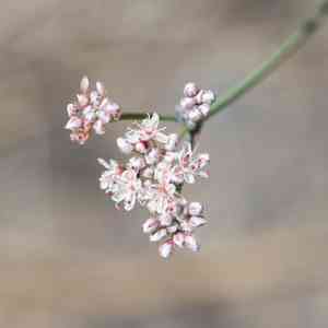 Tall woolly buckwheat(Eriogonum elatum)