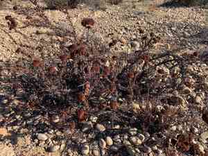 California buckwheat(Eriogonum fasciculatum)