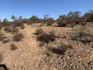 California buckwheat(Eriogonum fasciculatum)