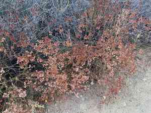 California buckwheat(Eriogonum fasciculatum)