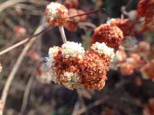 California buckwheat(Eriogonum fasciculatum)