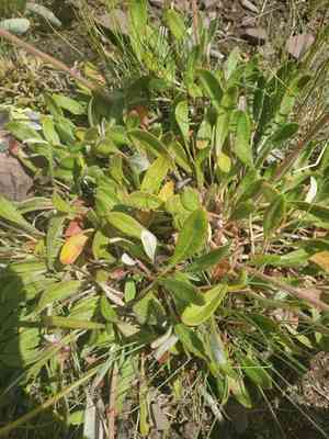 Alpine golden buckwheat(Eriogonum flavum)