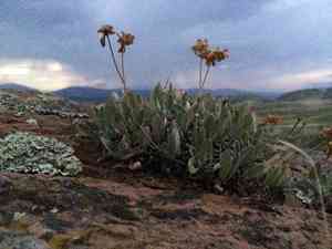 Alpine golden buckwheat(Eriogonum flavum)