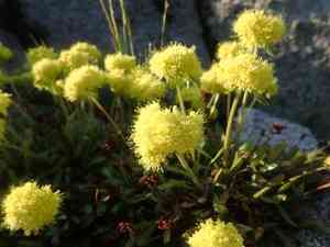 Alpine golden buckwheat(Eriogonum flavum)