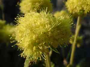 Alpine golden buckwheat(Eriogonum flavum)