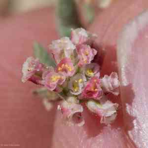 Rose and white buckwheat(Eriogonum gracillimum)
