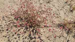 Rose and white buckwheat(Eriogonum gracillimum)