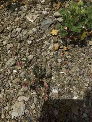 Rose and white buckwheat(Eriogonum gracillimum)