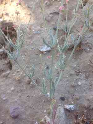 Rose and white buckwheat(Eriogonum gracillimum)