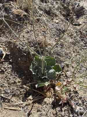 Hooker's buckwheat(Eriogonum hookeri)