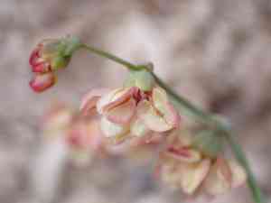 Hooker's buckwheat(Eriogonum hookeri)