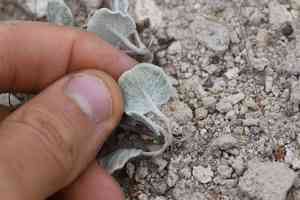 Hooker's buckwheat(Eriogonum hookeri)