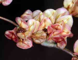 Hooker's buckwheat(Eriogonum hookeri)