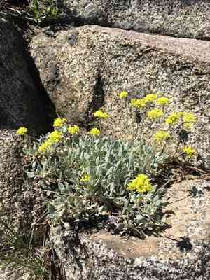 Frosted buckwheat(Eriogonum incanum)