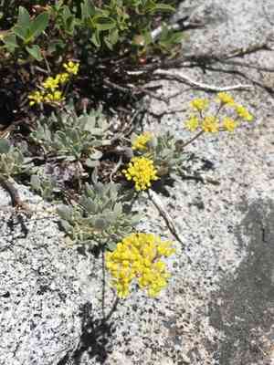 Frosted buckwheat(Eriogonum incanum)